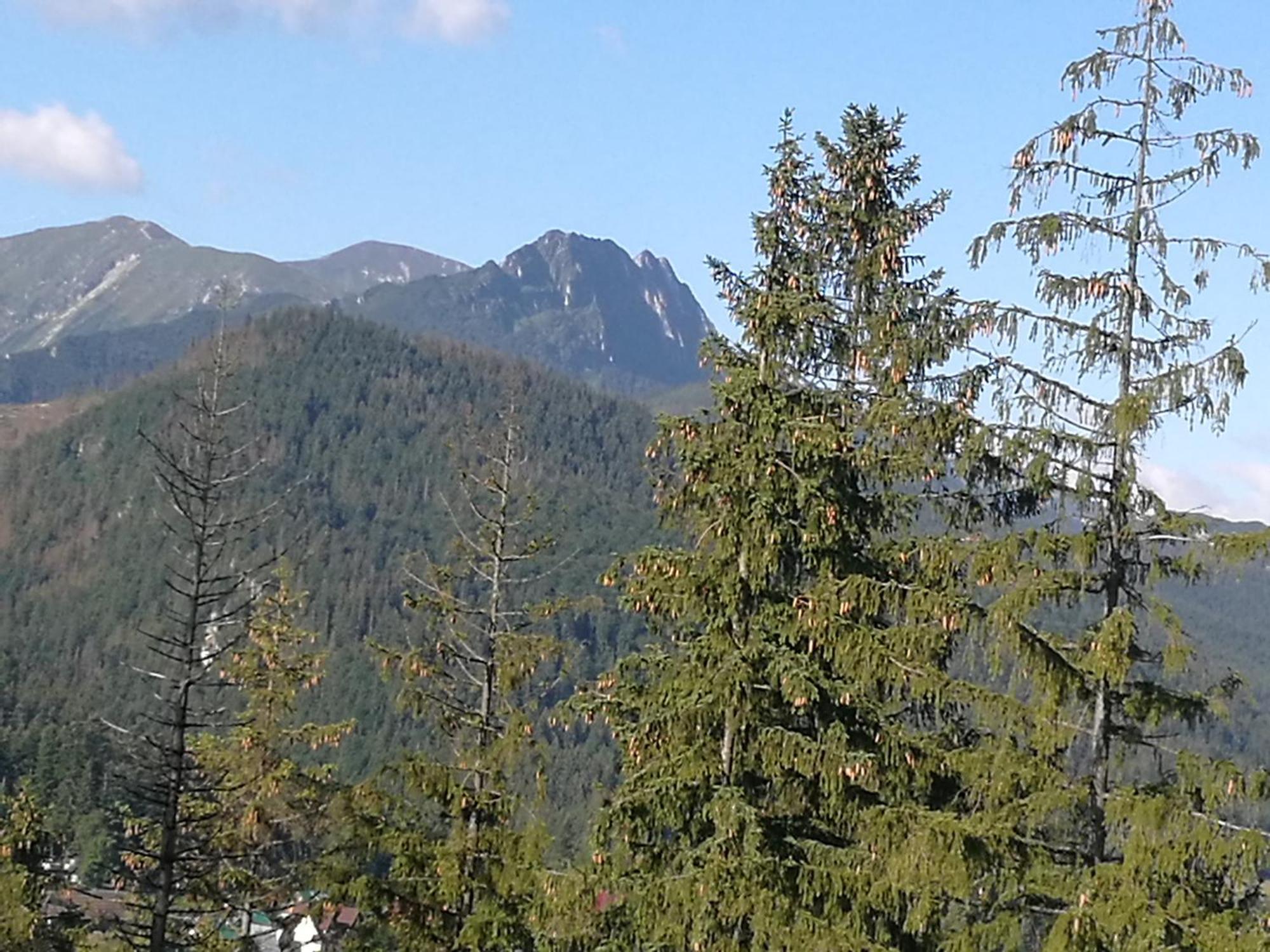 Apartament Z Kogutem Zakopane Exteriér fotografie